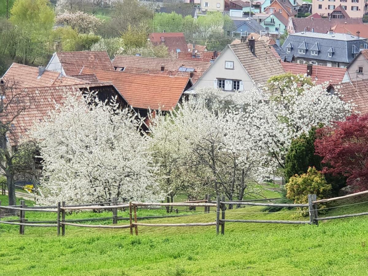 Petit Week End Dans La Vallee Breitenbach-Haut-Rhin Eksteriør bilde