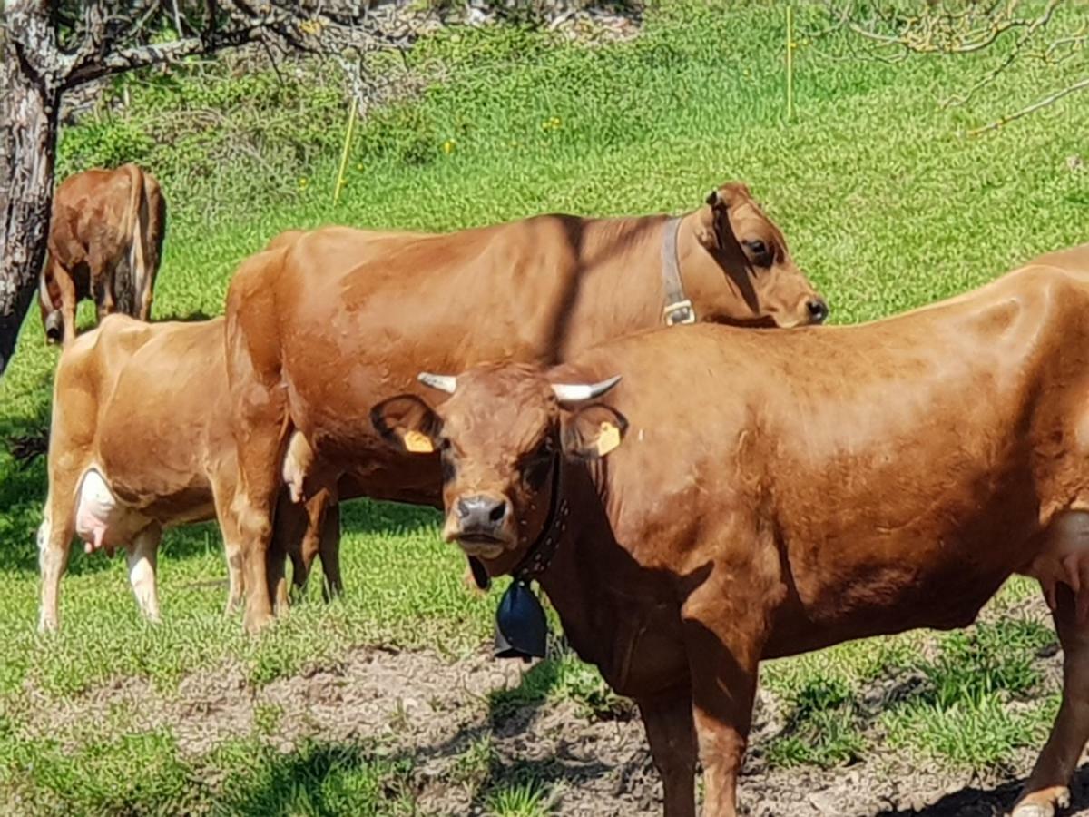 Petit Week End Dans La Vallee Breitenbach-Haut-Rhin Eksteriør bilde